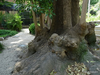 Orto botanico Catania